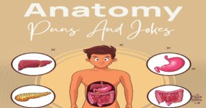 375+ Anatomy Puns & Jokes Funny One-Liners for Students