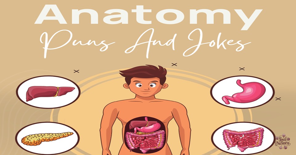 375+ Anatomy Puns & Jokes Funny One-Liners for Students