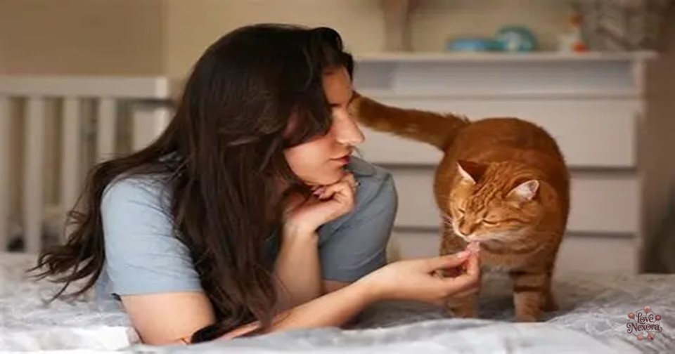 Cat Puns for Instagram Captions
