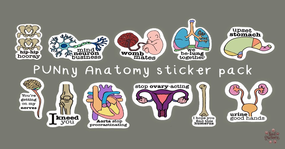 Clean Anatomy Puns for Everyone