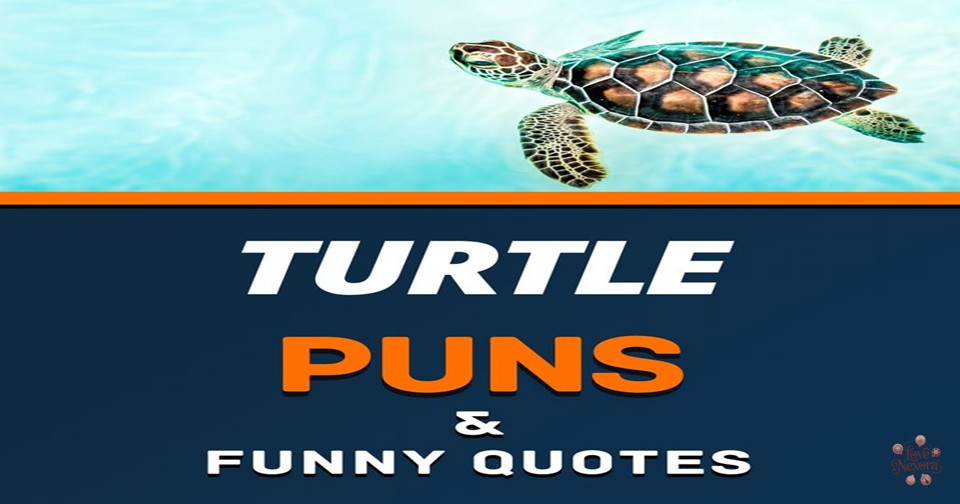 Clever Turtle Wordplay
