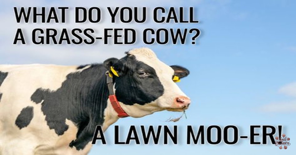 Cute Cow Puns Everyone Will Love