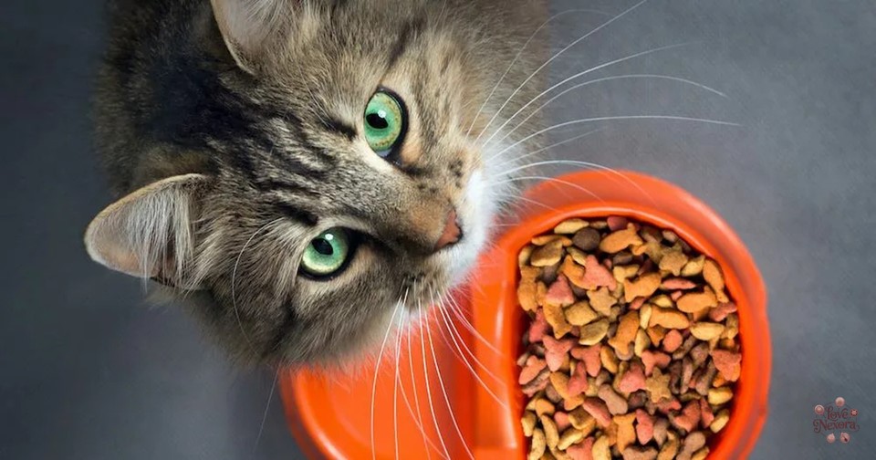 Food-Themed Cat Puns