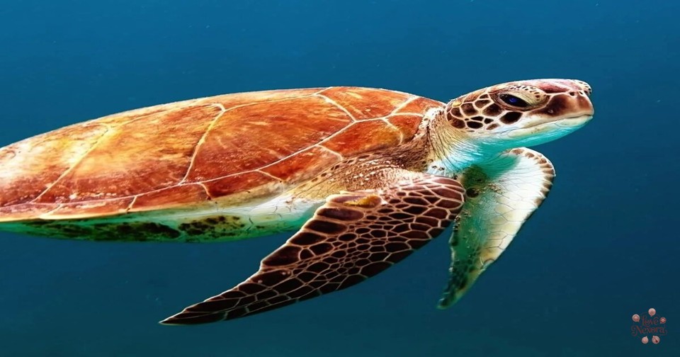 Foodie Turtle Puns