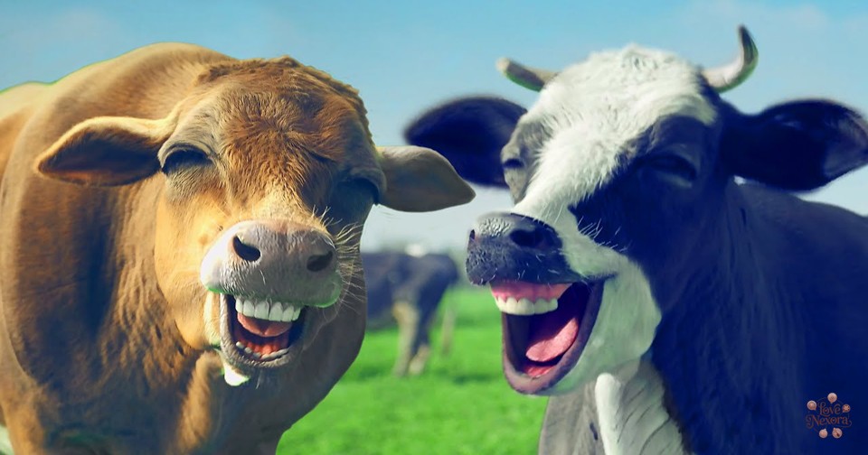Silly & Sassy Cow Wordplay