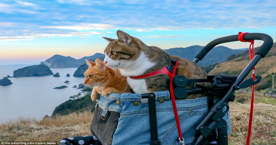 Travel Cat Puns