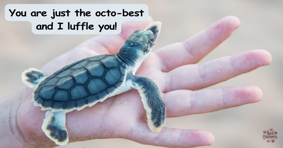 Turtle Puns One-Liners For Adults